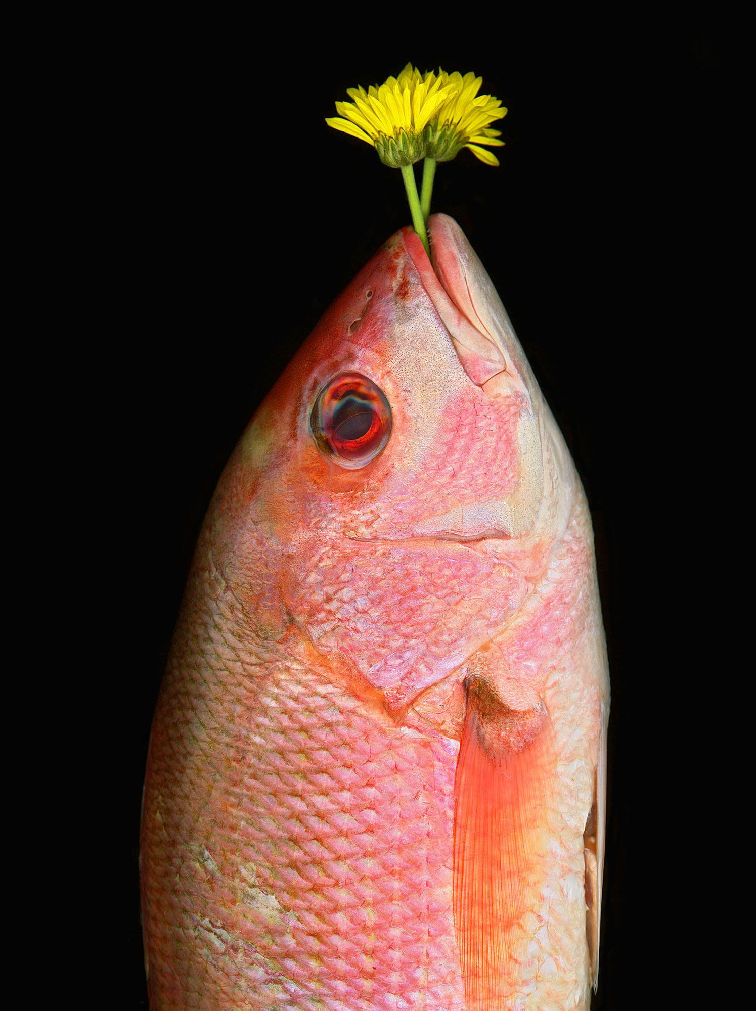 Mr. Fish - Daniel Sorine